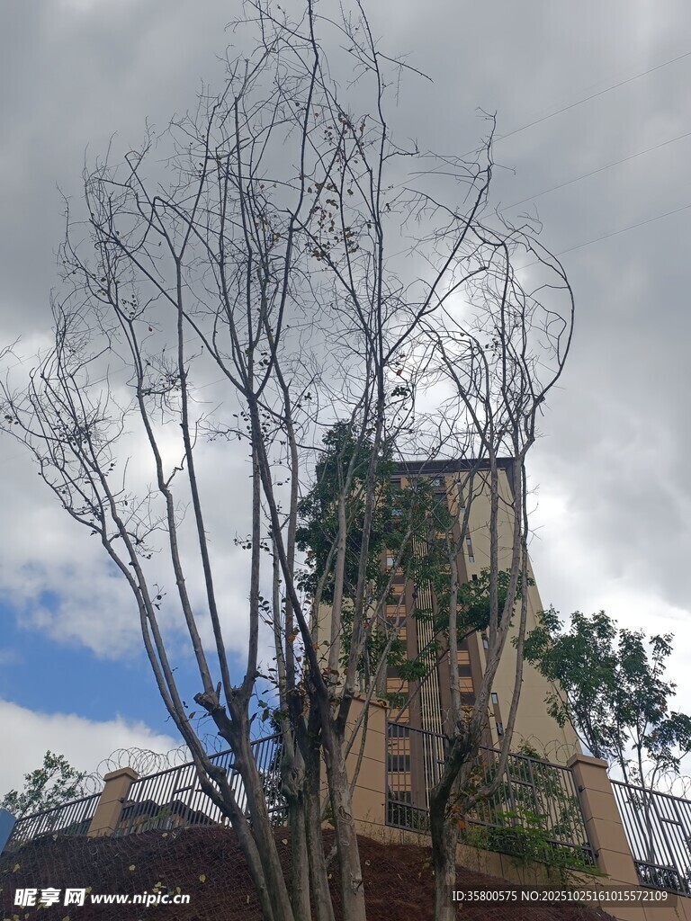 光秃树木旁的高楼景象