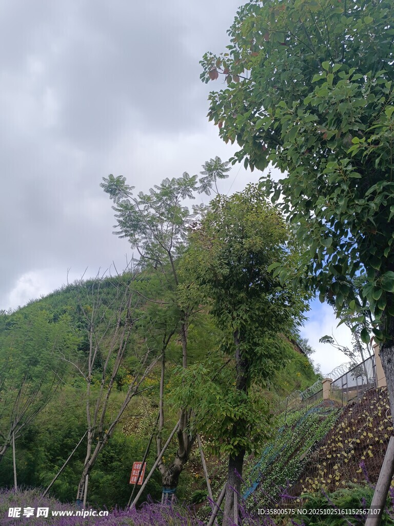 山林绿树间的自然景致