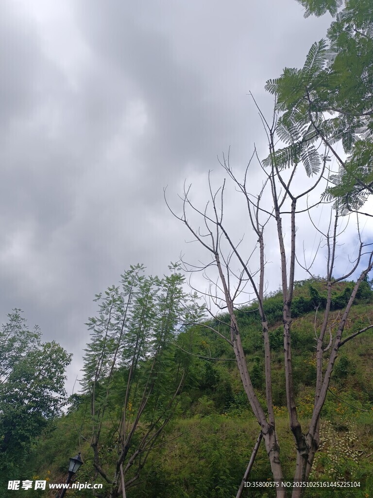 山间枯树与葱郁植被