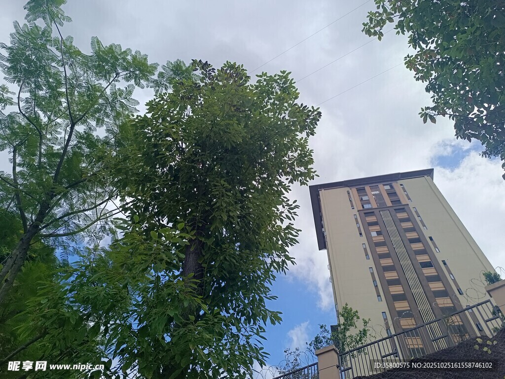 绿树环绕中的高楼建筑