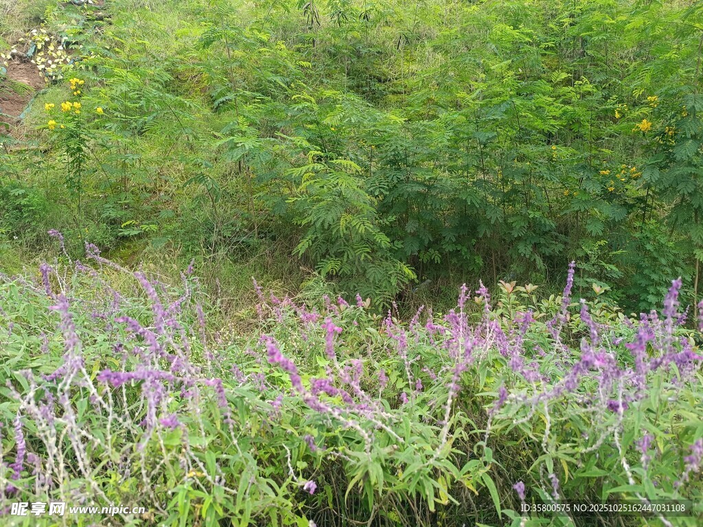 紫色花丛旁的葱郁绿植