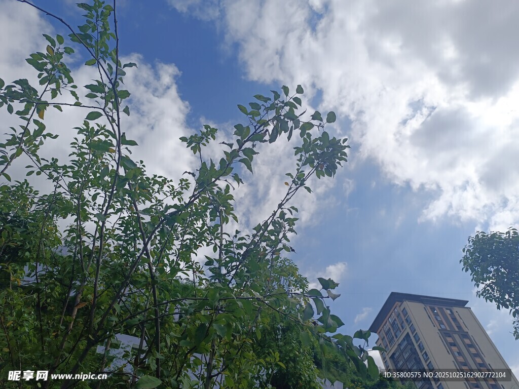 绿树蓝天旁的高楼