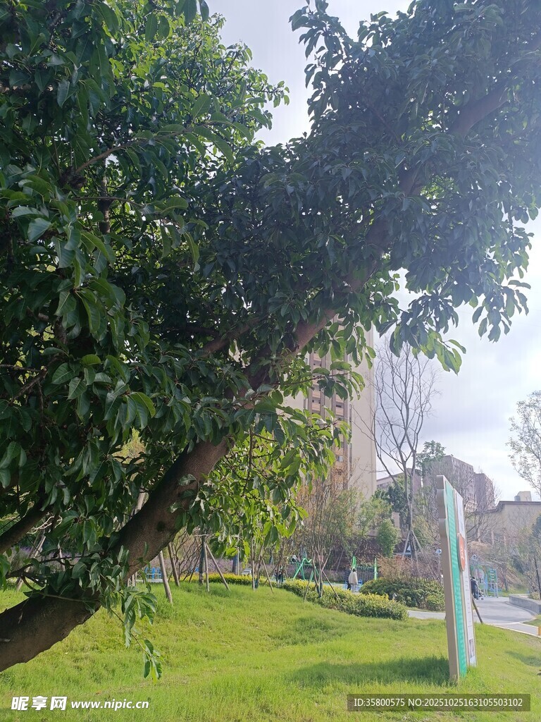 公园绿荫下的清新景致