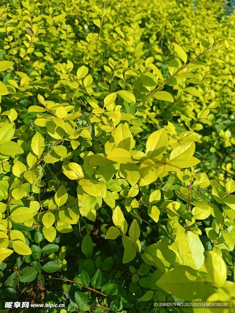 金黄叶片的繁茂植物
