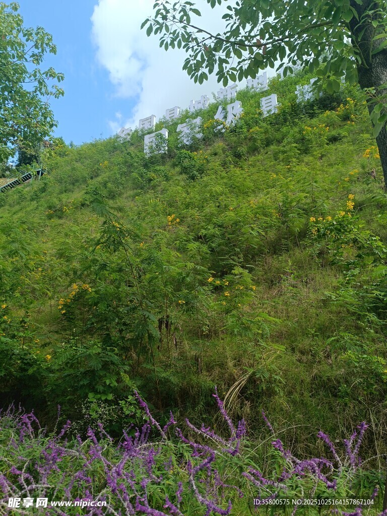 山坡绿植与紫色花卉美景