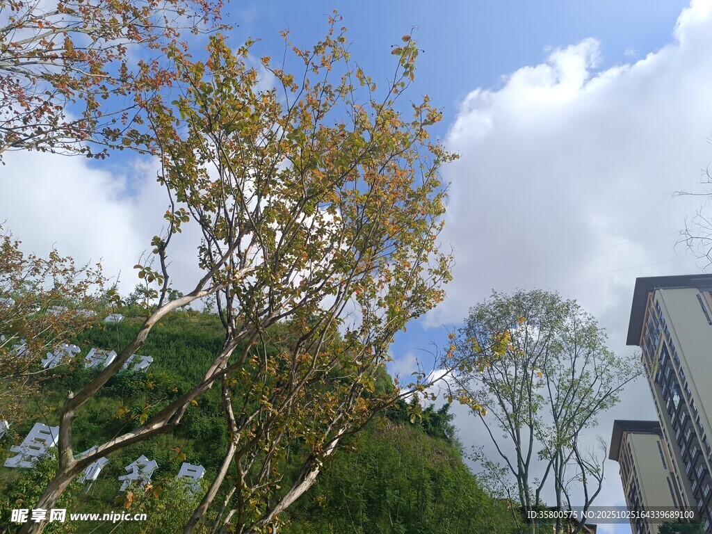 蓝天白云下的绿树与建筑