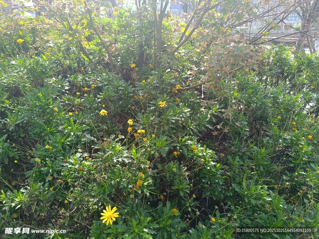 繁茂绿植中的黄色小花