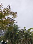城市中绿植环绕的建筑