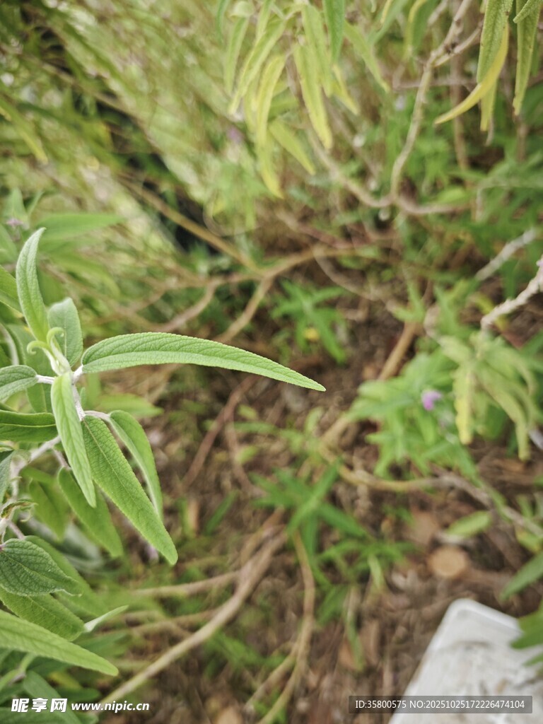野外丛生的绿色植物