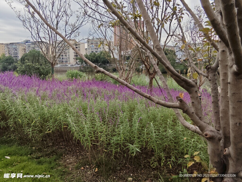 紫色花田与树木景观
