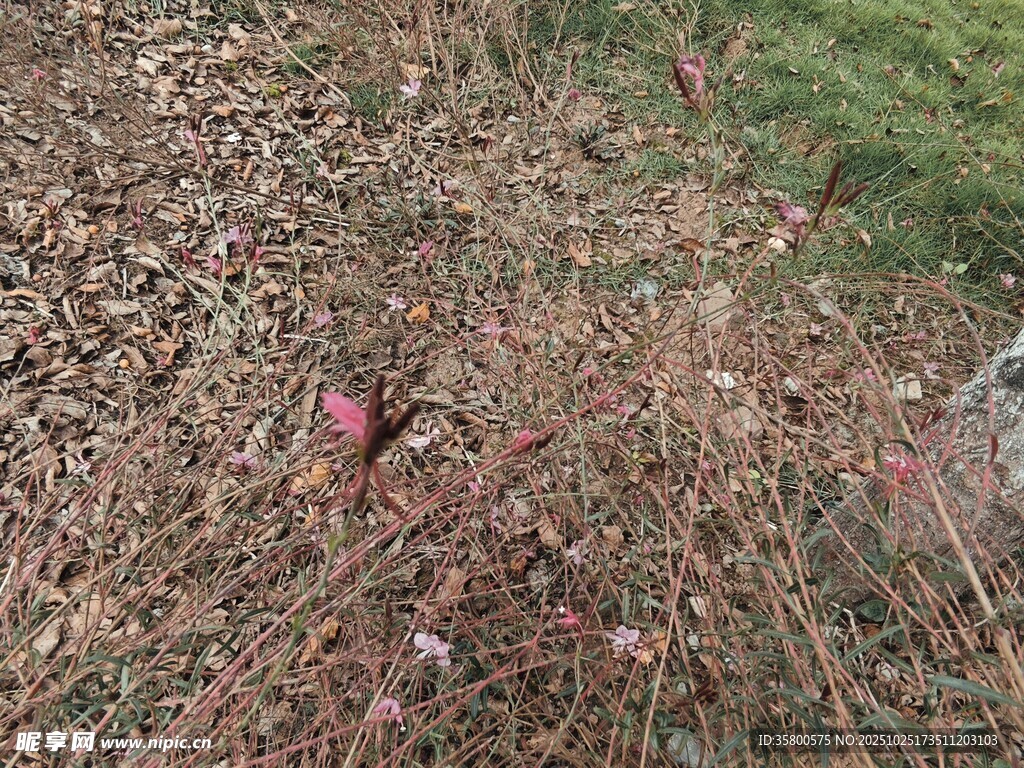 地面上的枯叶与粉色植物