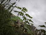 雨中绿植与远处建筑景观