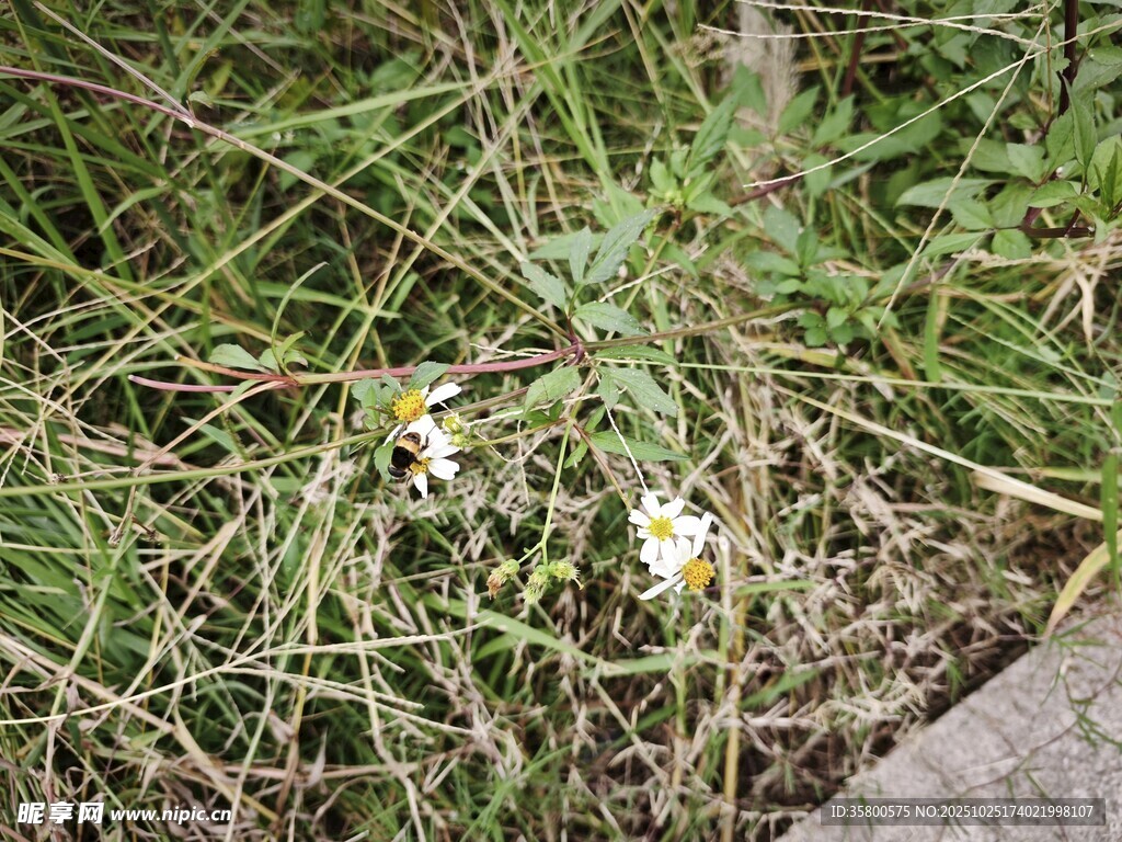 草丛中的小白花
