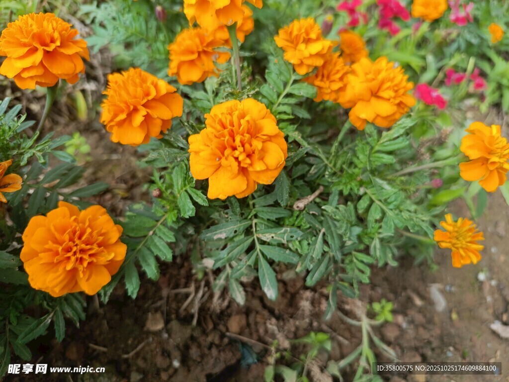 鲜艳橙色万寿菊绽放