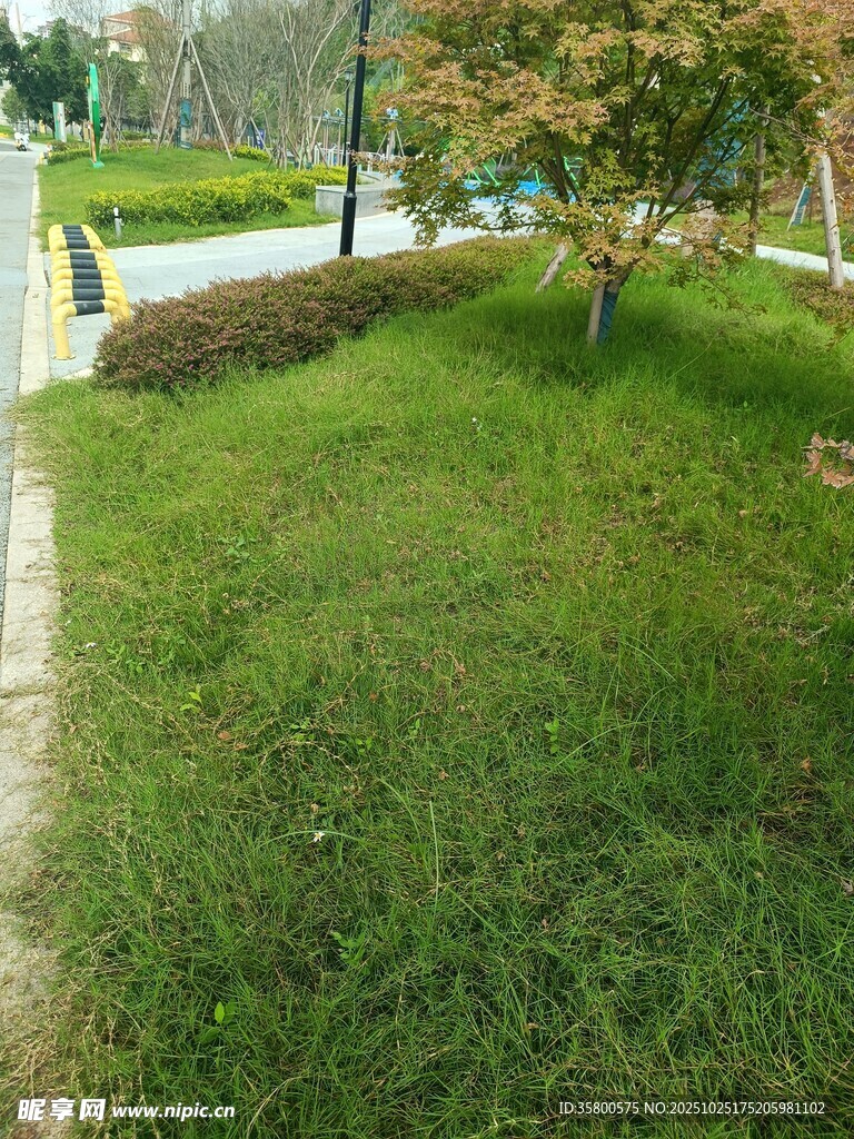 绿意盎然的户外草地景色