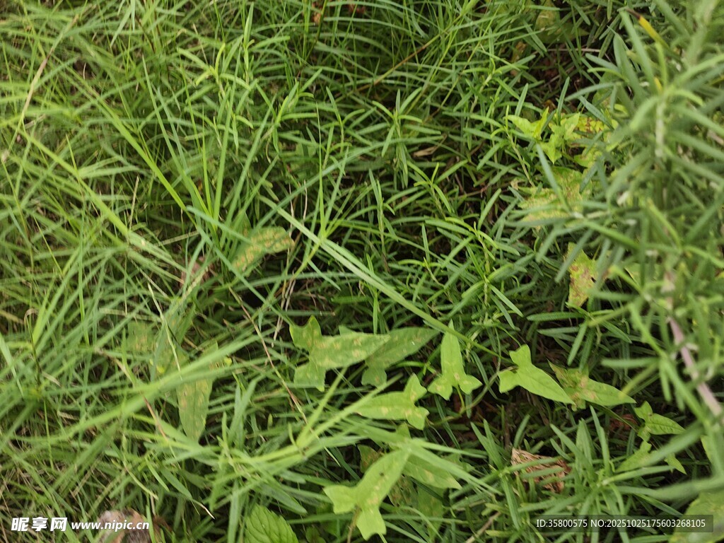 茂盛的绿色野草