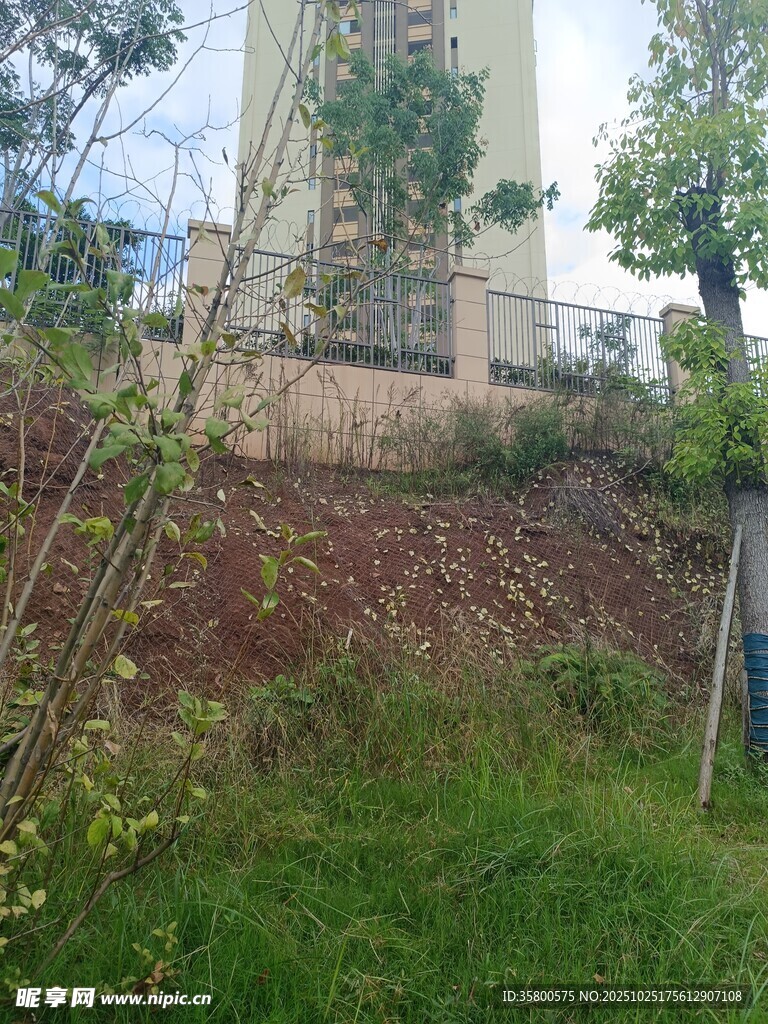 老旧建筑旁的杂草绿植