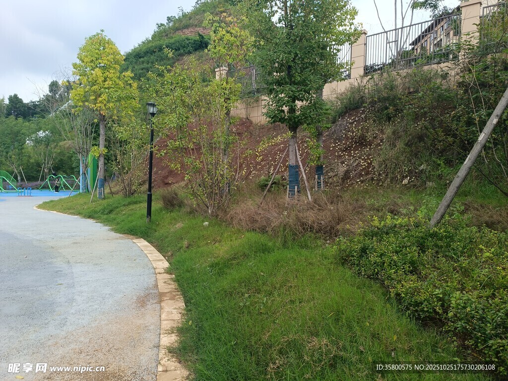 户外道路旁的绿植景观