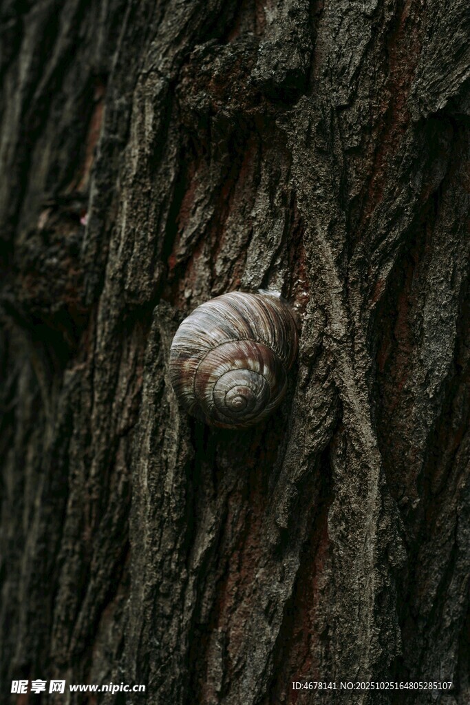 树干上的蜗牛