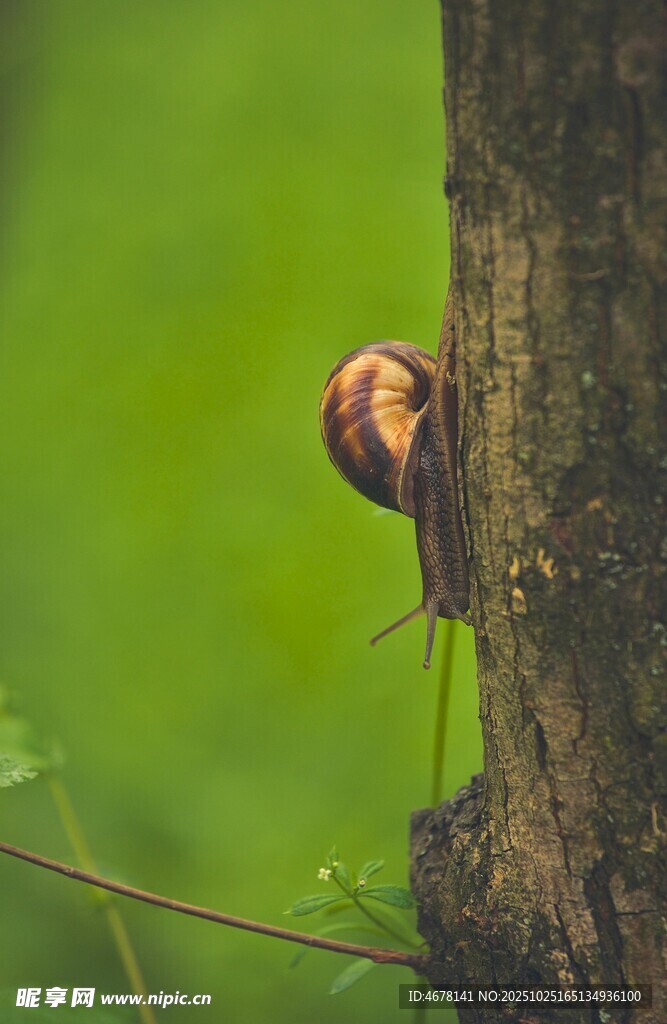 树干上的蜗牛