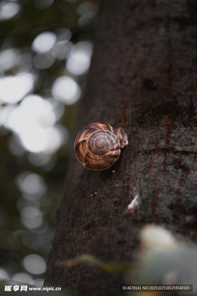 树干上的蜗牛