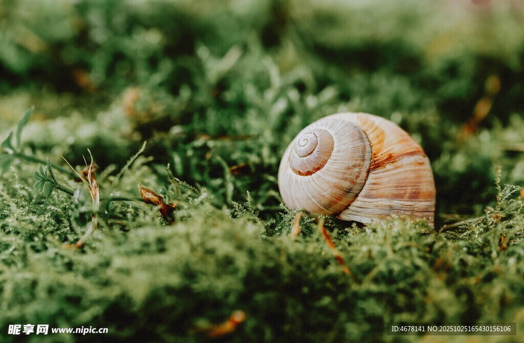 草地上的螺旋纹蜗牛
