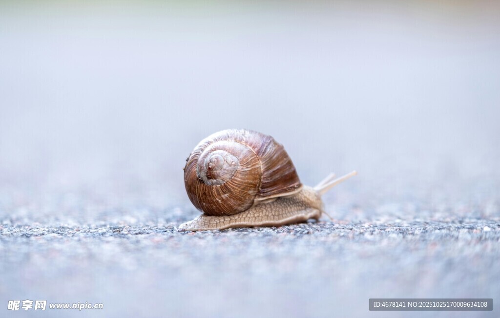 爬行的蜗牛
