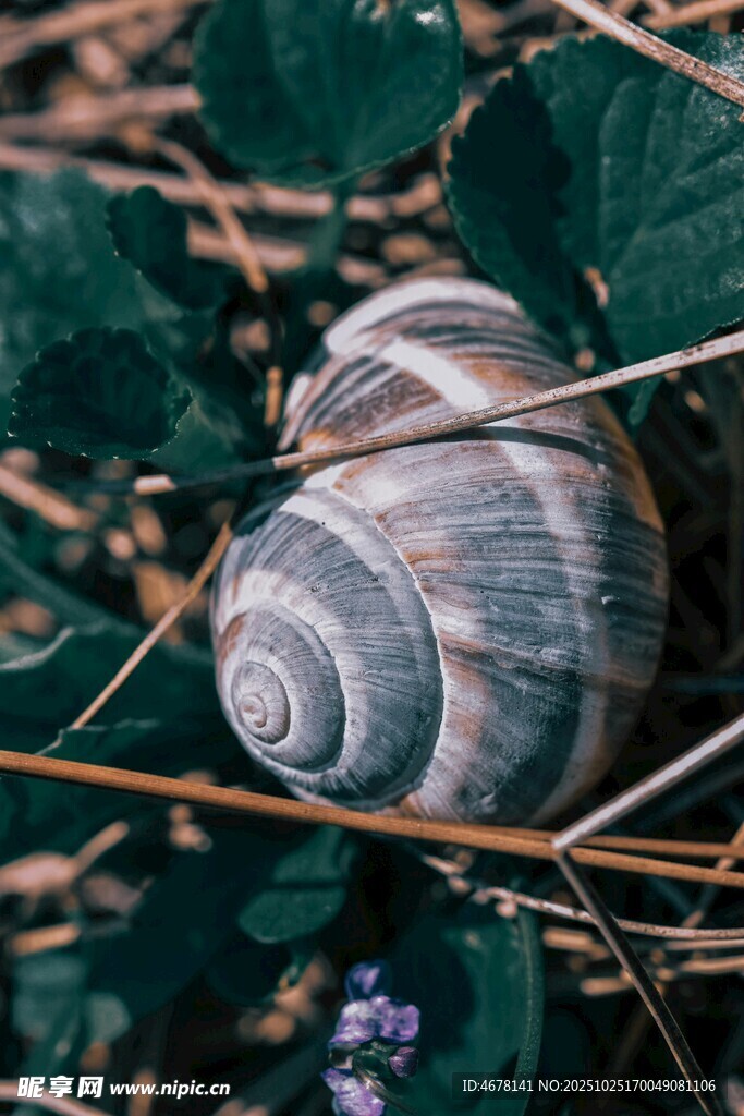 草丛中的螺旋纹蜗牛