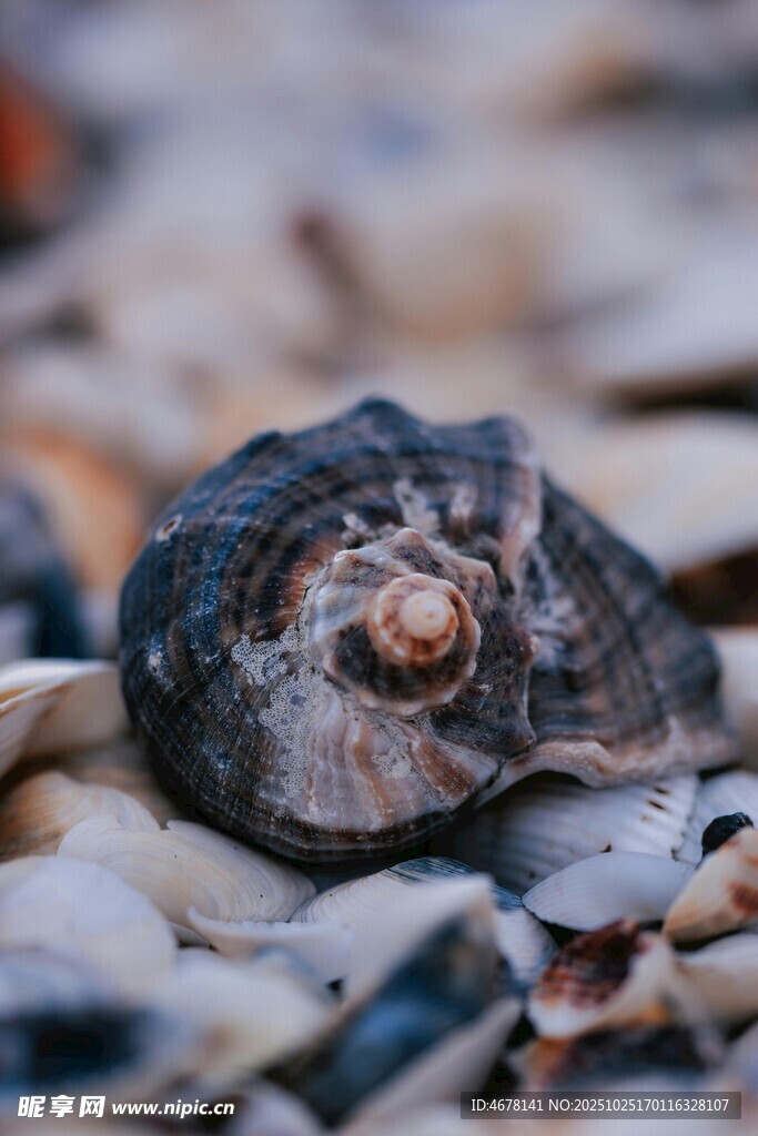 海边海螺特写