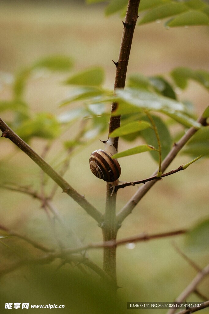 树枝上的蜗牛
