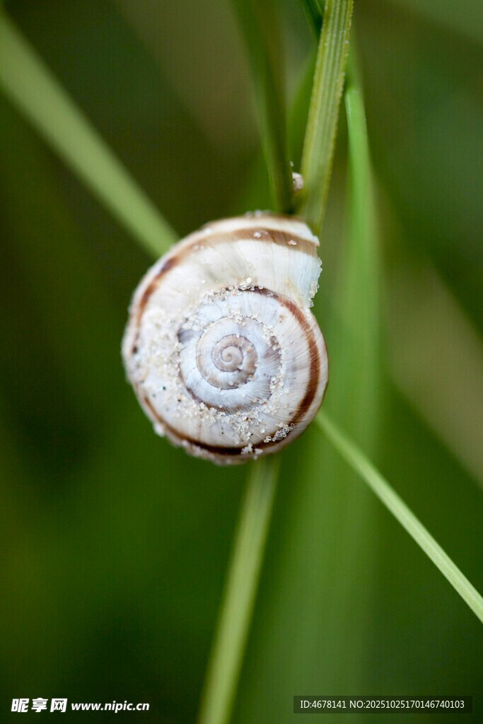 草丛中的蜗牛特写