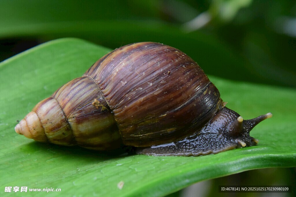 绿叶上的棕色蜗牛