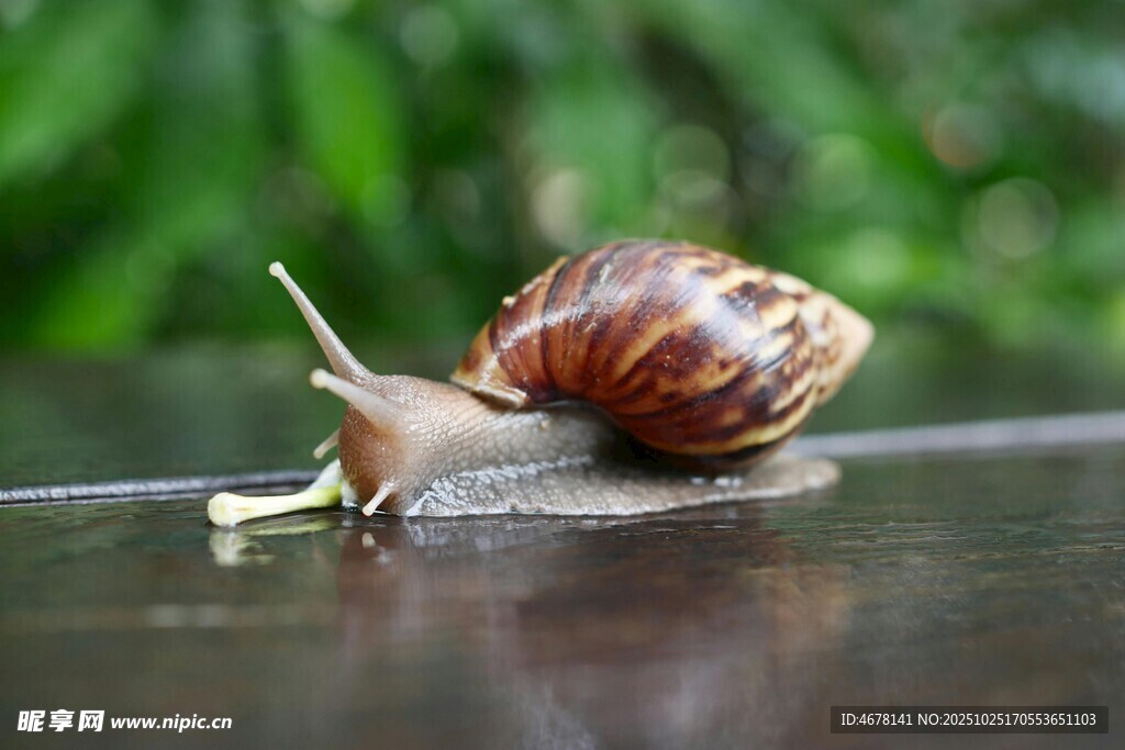 爬行的蜗牛