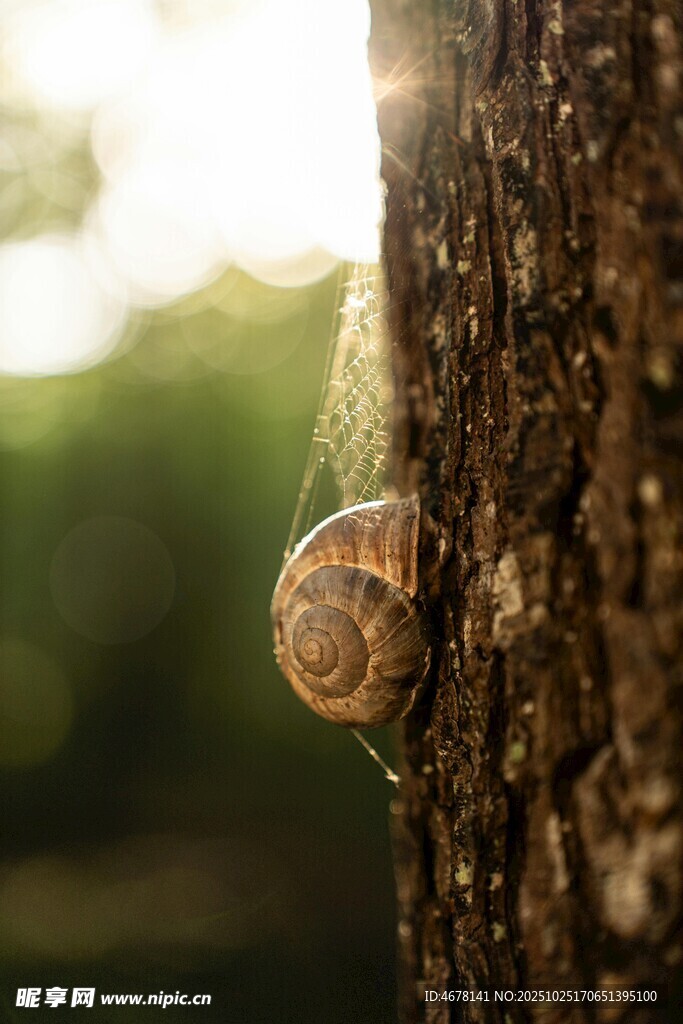 树干上的蜗牛