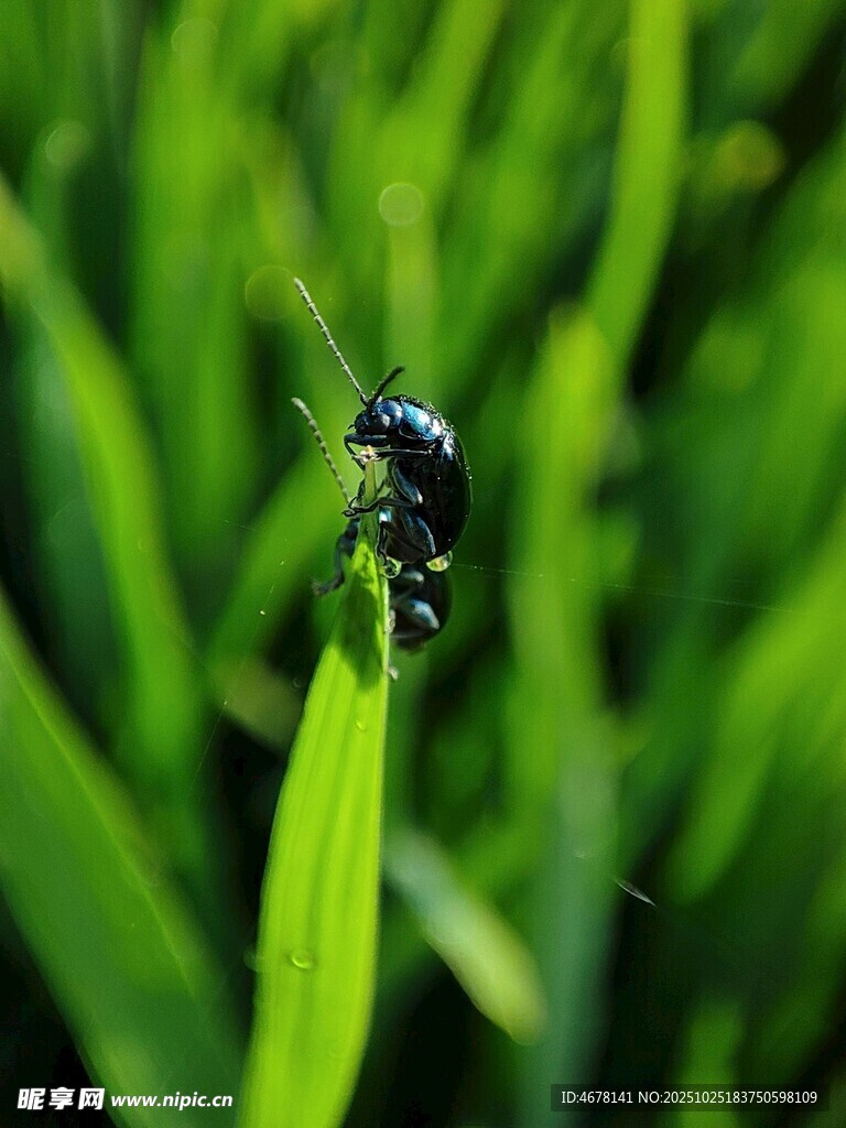 绿叶上的甲虫