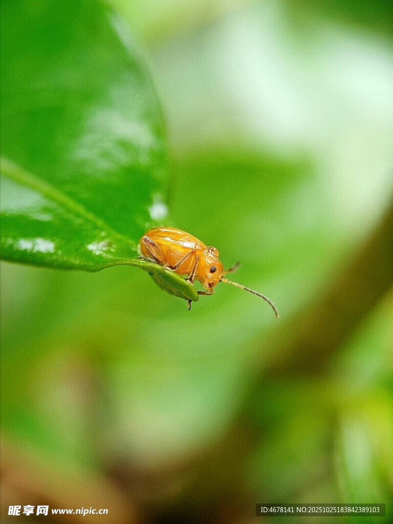 绿叶上的橙色小昆虫