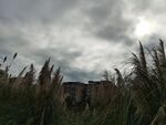 阴天下的芦苇与远处建筑