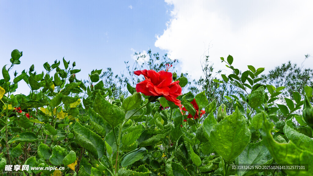 绿叶丛中绽放的红花朵