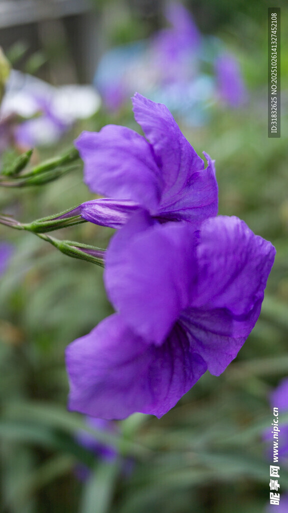 紫色绽放的美丽花卉