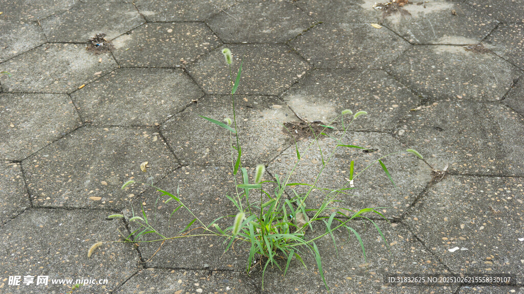 石缝中顽强生长的绿植