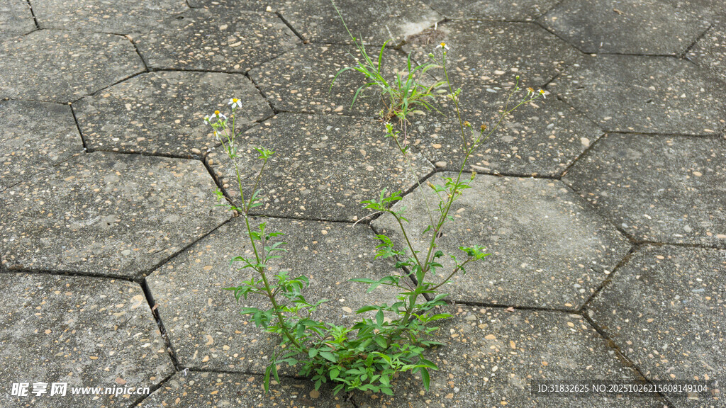石缝中生长的倔强小草