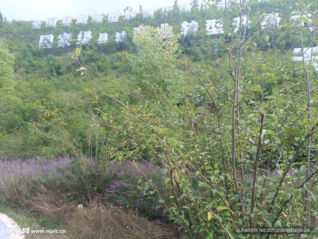 山坡绿植间的白色标识物