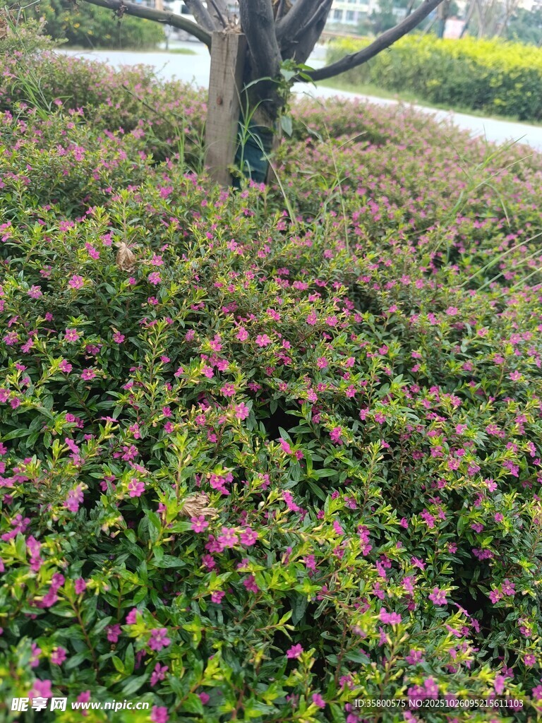 繁花似锦的绿植景观