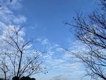 蓝天枯树美景