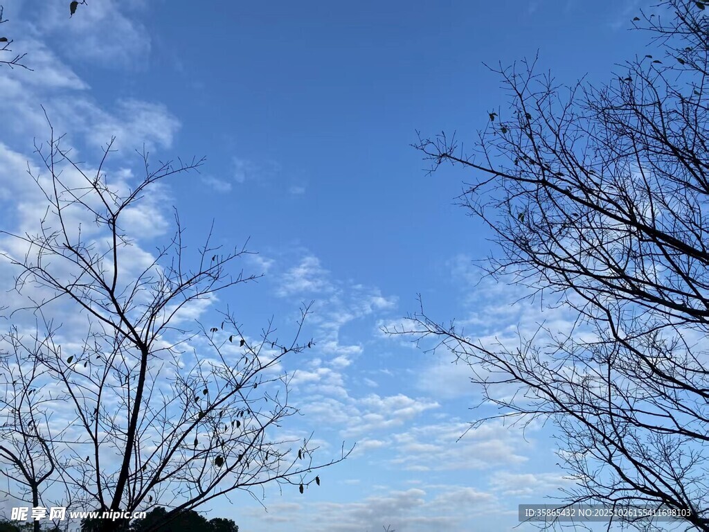 蓝天枯树美景