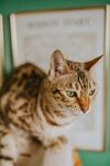 可爱斑纹猫咪侧头瞬间
