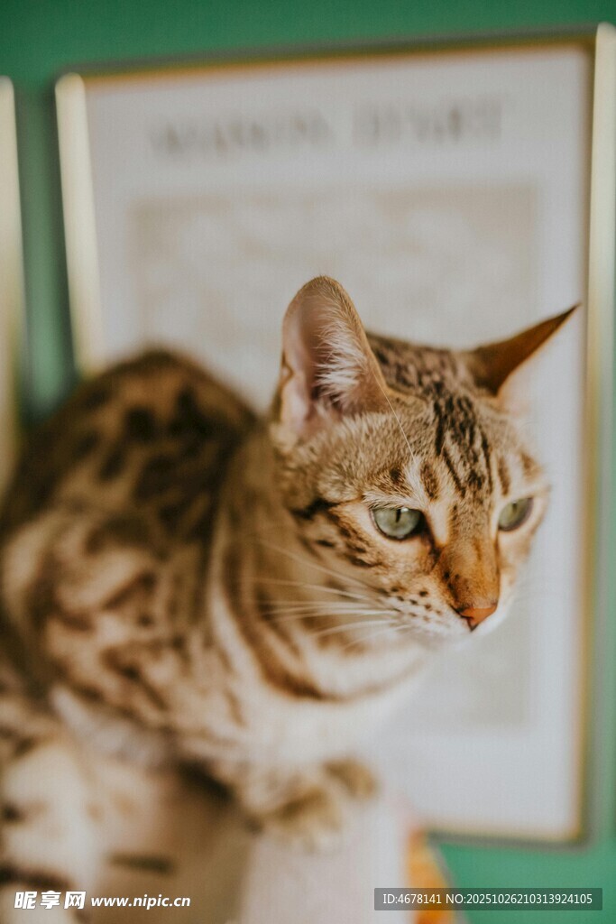 可爱斑纹猫咪侧头瞬间