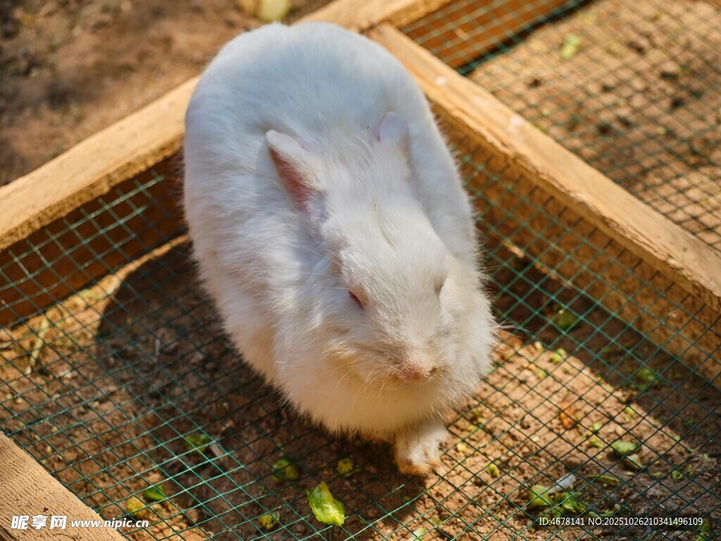可爱白兔于木框中进食