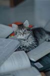 猫咪惬意躺于书本之上