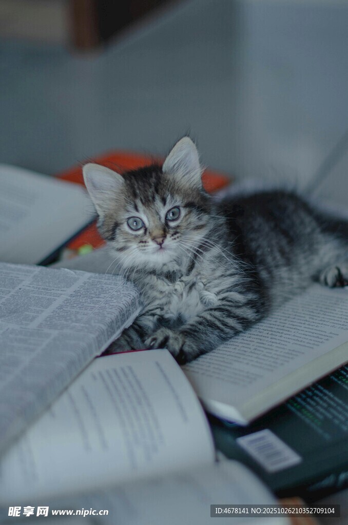 猫咪惬意躺于书本之上